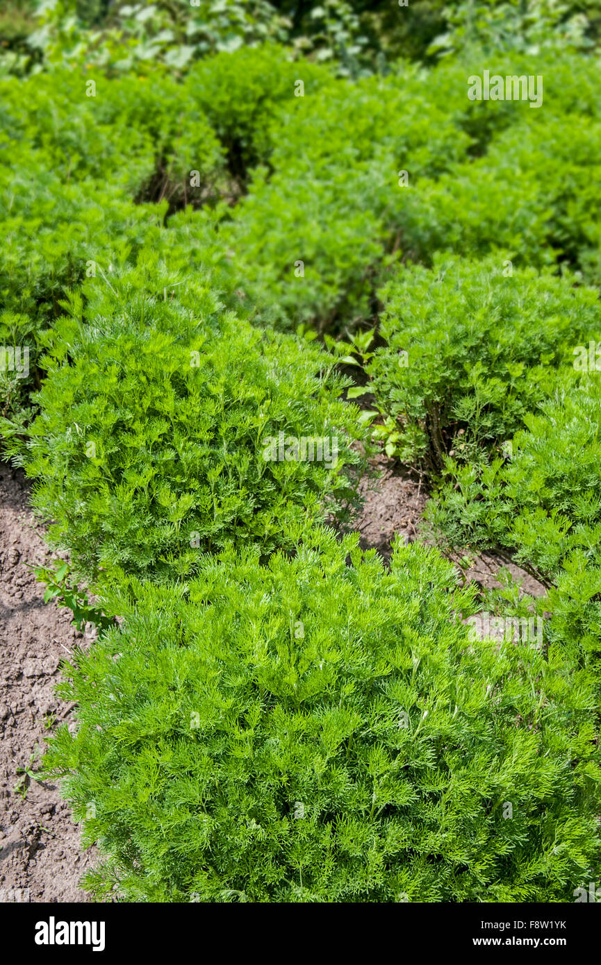 Southernwood / ragazzo amore / southern assenzio (Artemisia abrotanum) nel giardino di erbe aromatiche Foto Stock