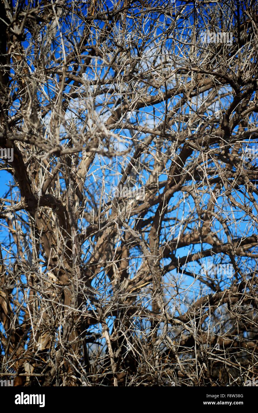 Nodose morti rami di alberi Foto Stock