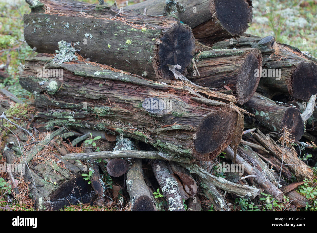 Il marcio tronchi di legno di pino della foresta di autunno Foto Stock