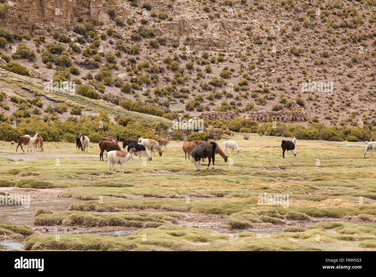 Piccolo gruppo di llama pascolo Foto Stock