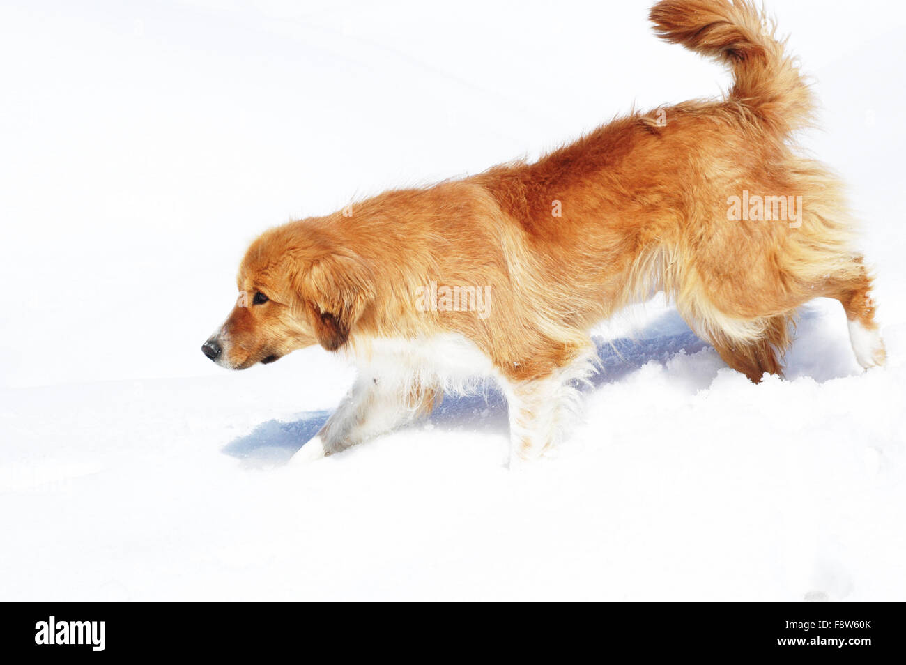 Brown cane a camminare sulla neve sulla luminosa giornata invernale Foto Stock