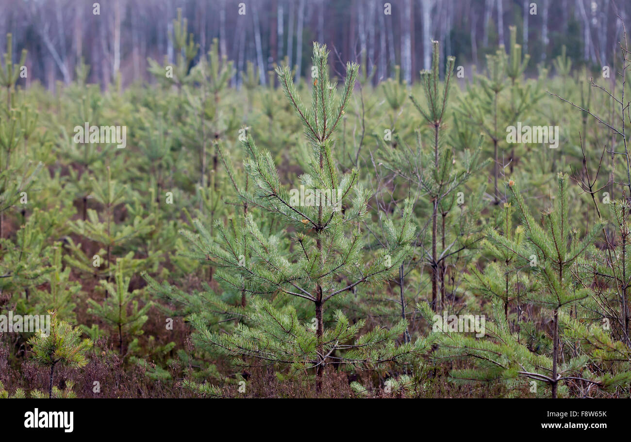 Giovane foresta di pini, piantine, piccoli alberi Foto Stock