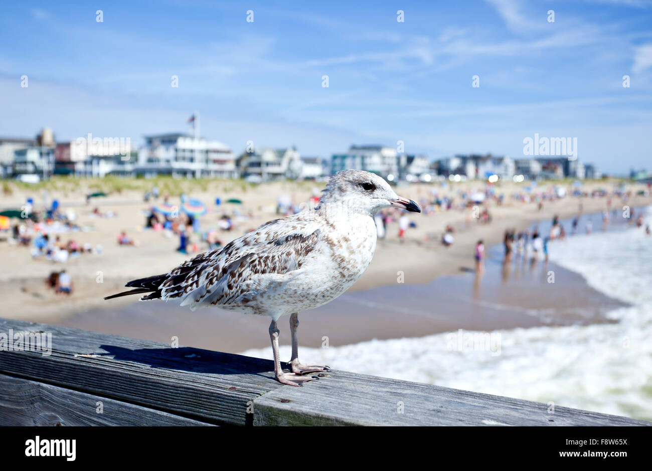 Un gabbiano presso la spiaggia di Ocean Grove Foto Stock