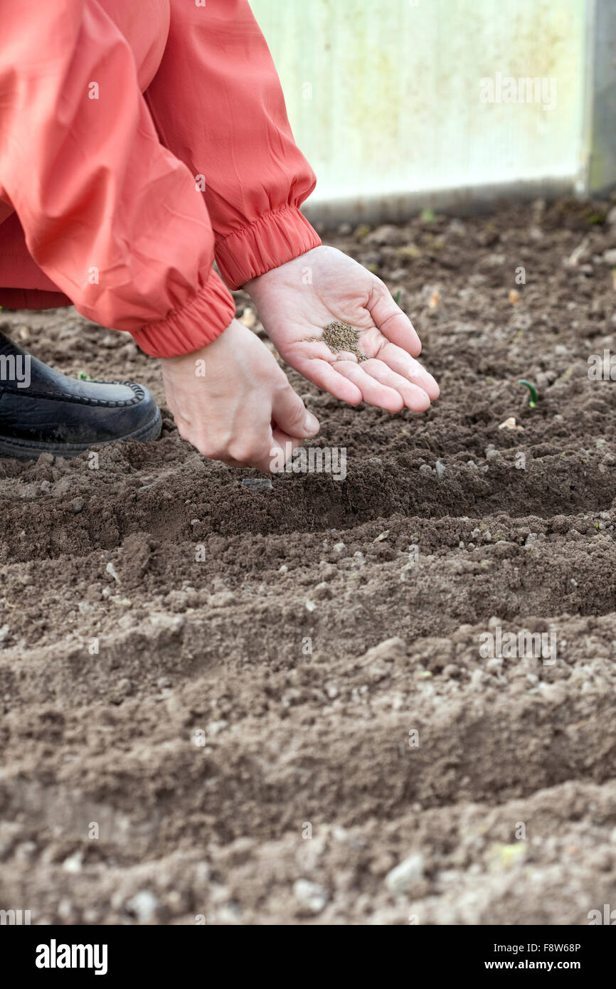 Vista dettagliata del giardiniere Semina nel suolo nel campo Foto Stock