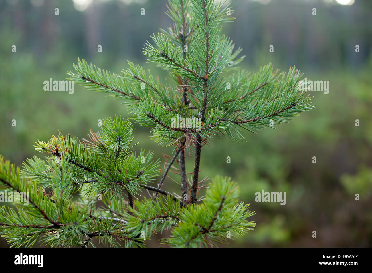 Giovane foresta di pini, piantine, piccoli alberi Foto Stock