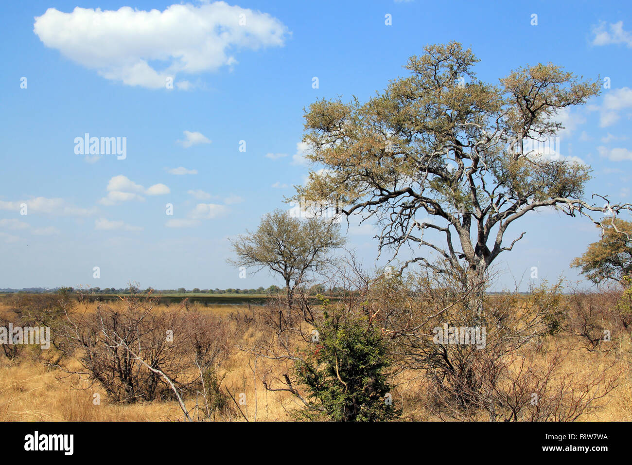 Susuwe Parco Nazionale. Caprivi Strip, Namibia Foto Stock