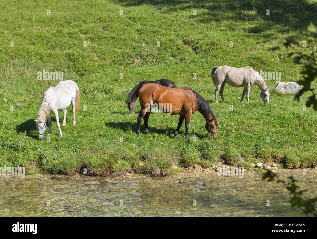 Cavalli al pascolo in un prato vicino al fiume di montagna Foto Stock