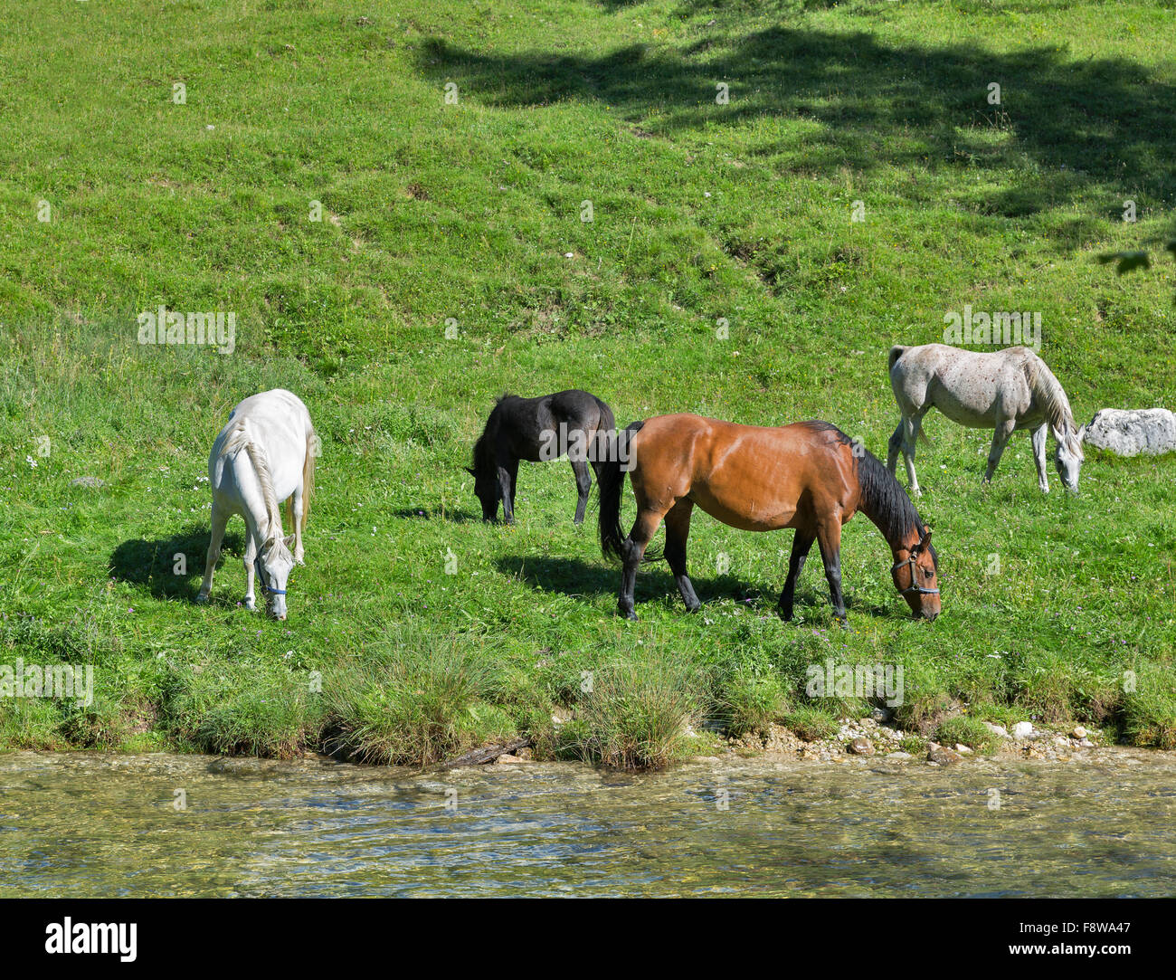 Bianco, marrone, grigio e nero e il pascolo dei cavalli in un prato vicino al fiume di montagna Foto Stock