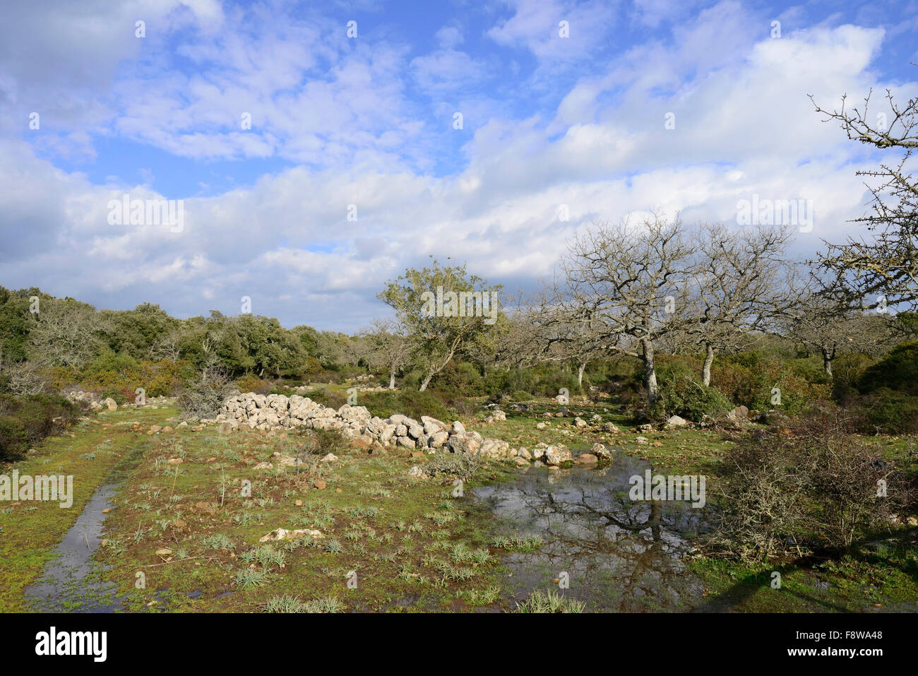 Managed Cork Oak Forest sull'altopiano basaltico della Giara di Gesturi, Sardegna, Italia Foto Stock