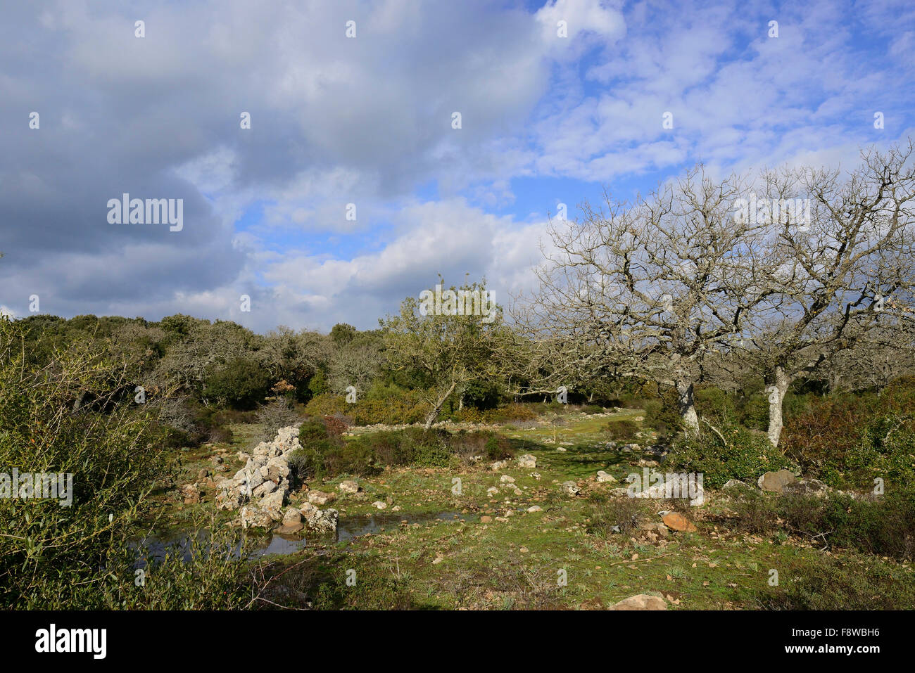 Managed Cork Oak Forest sull'altopiano basaltico della Giara di Gesturi, Sardegna, Italia Foto Stock