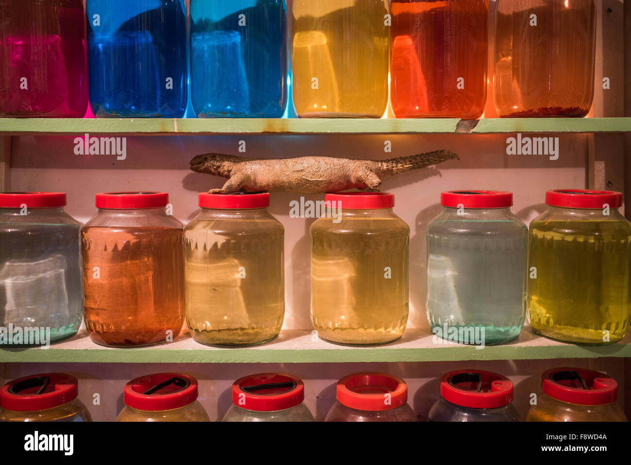 Vasi di liquido colorato e una lucertola essiccato nel souk di Marrakech Foto Stock