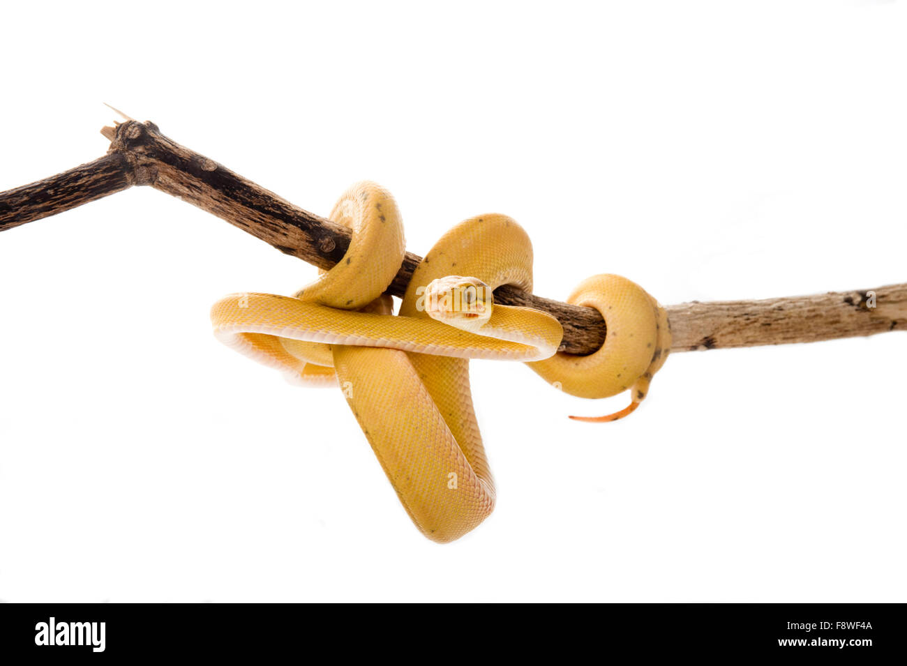 Boa dell'albero giallo Foto Stock