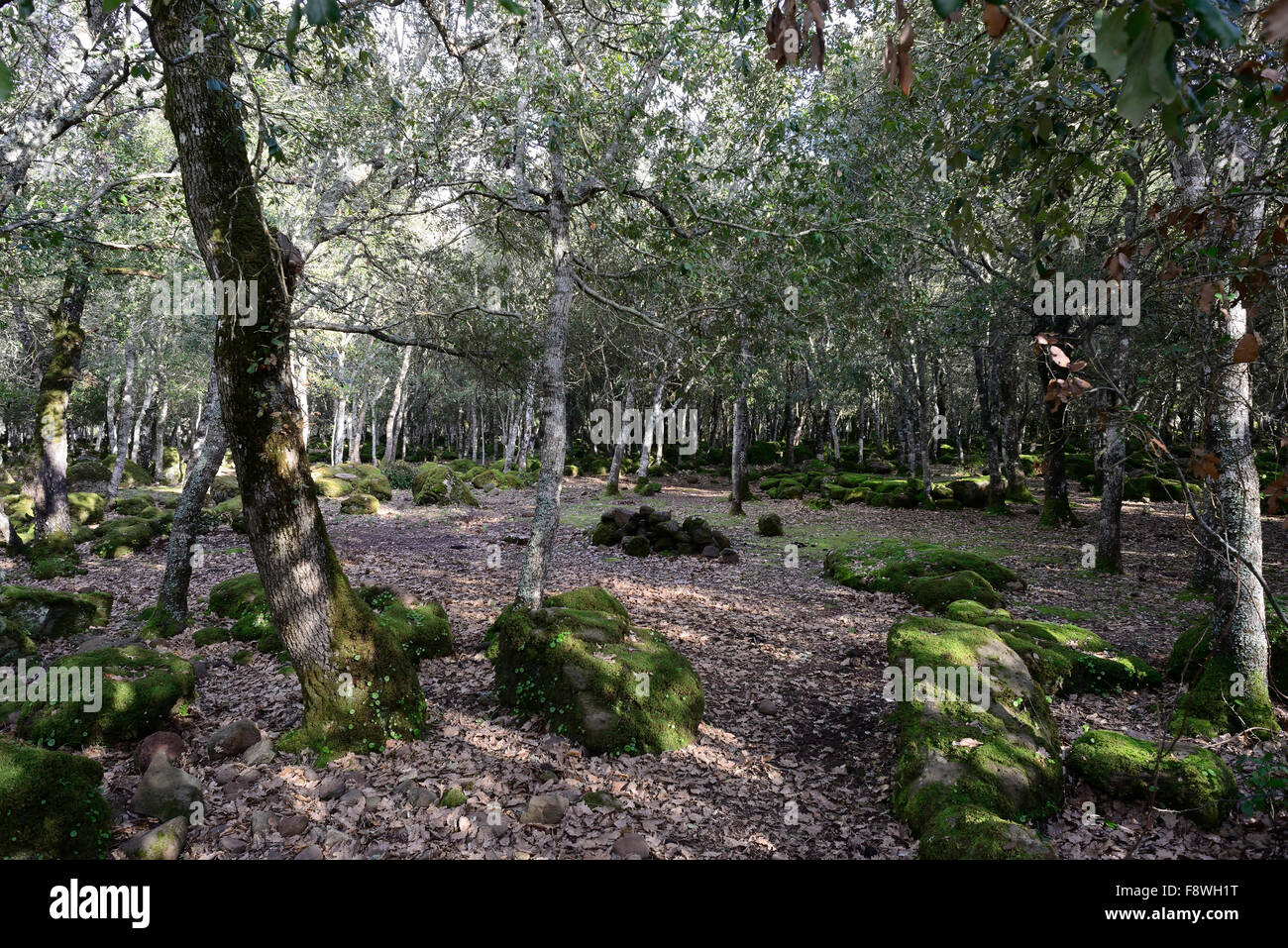 Managed Cork Oak Forest sull'altopiano basaltico della Giara di Gesturi, Sardegna, Italia Foto Stock