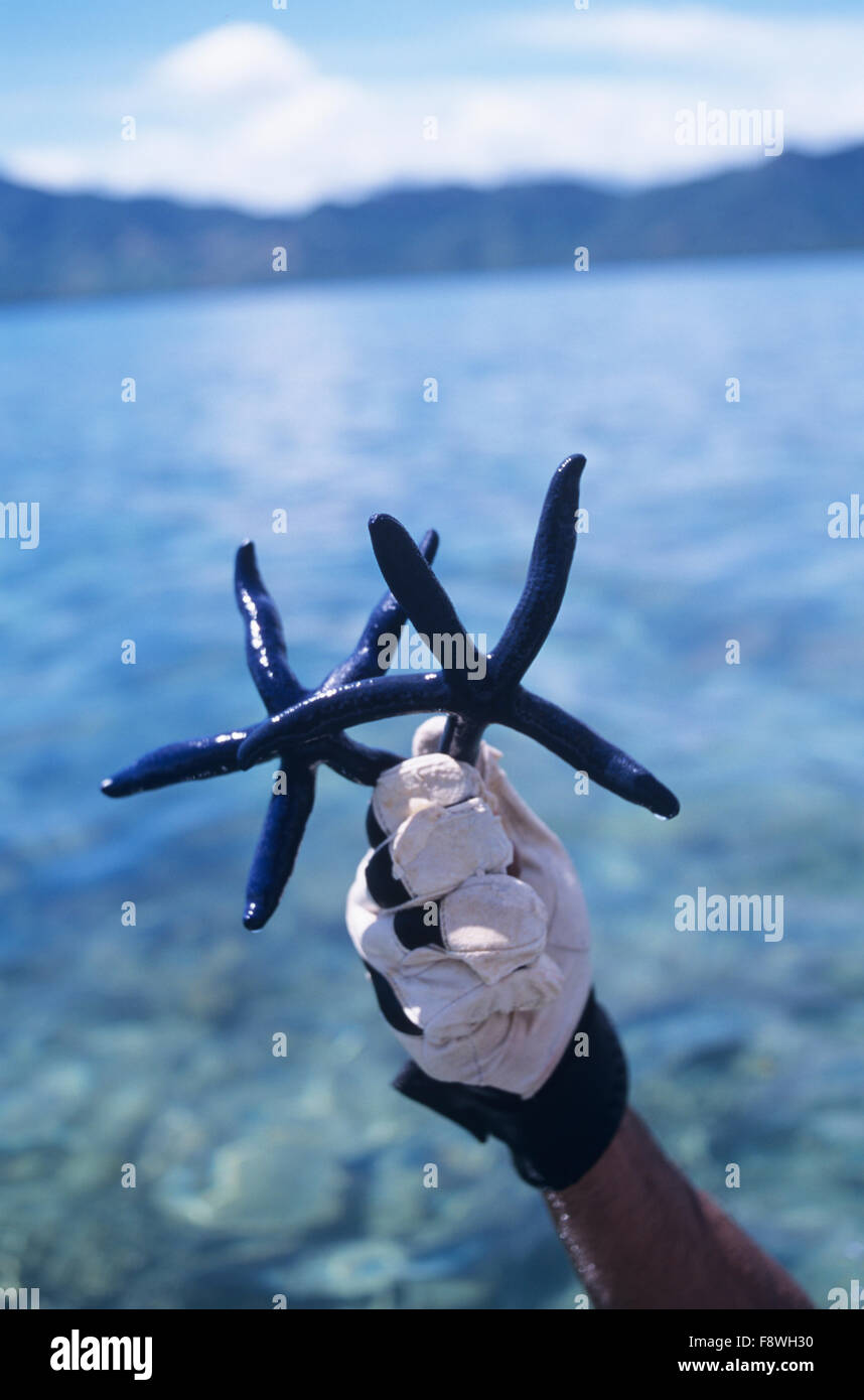 Isole Fiji, Nukubati Island Resort, personale subacqueo con Blue Sea Star stella di mare, Linckia laevigata Foto Stock