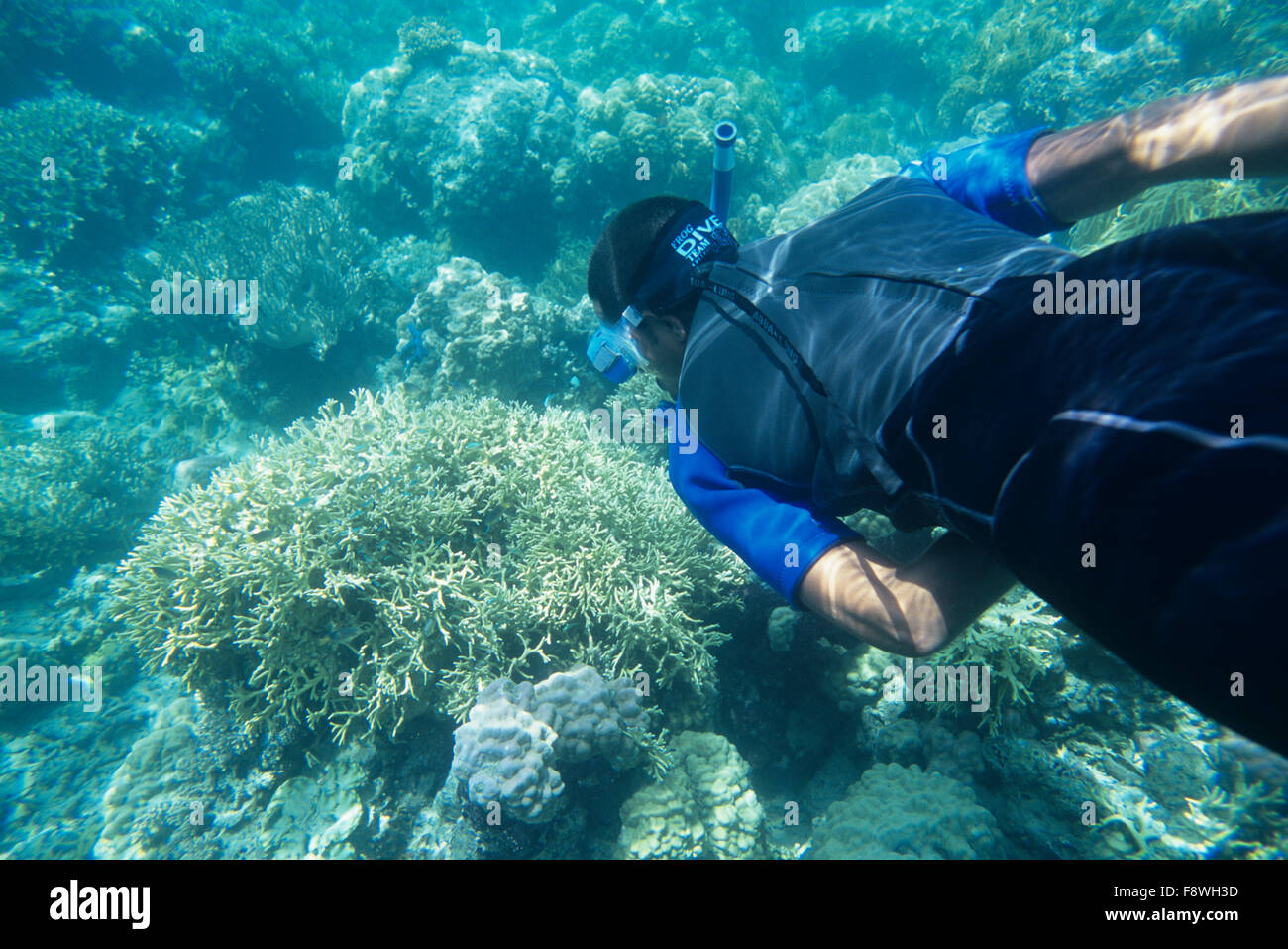Isole Fiji, Nukubati Island Resort, personale subacqueo reef boccagli Foto Stock