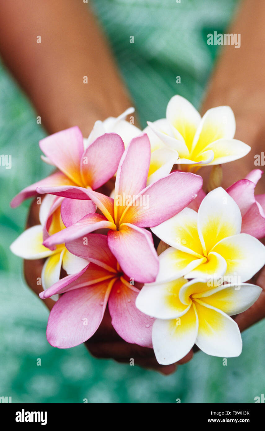 Isole Fiji, botanici, frangiapani blossom, plumeria. Femmina donna Fijiano azienda appena raccolto Plumeria blossoms. Foto Stock