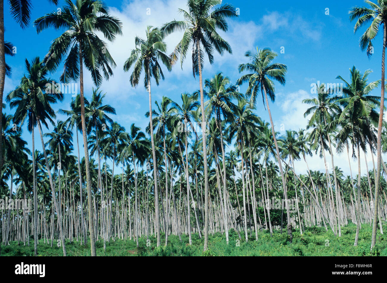 Alti alberi di noce di cocco che sono parte di una piantagione di Copra su Vanua Levu Foto Stock