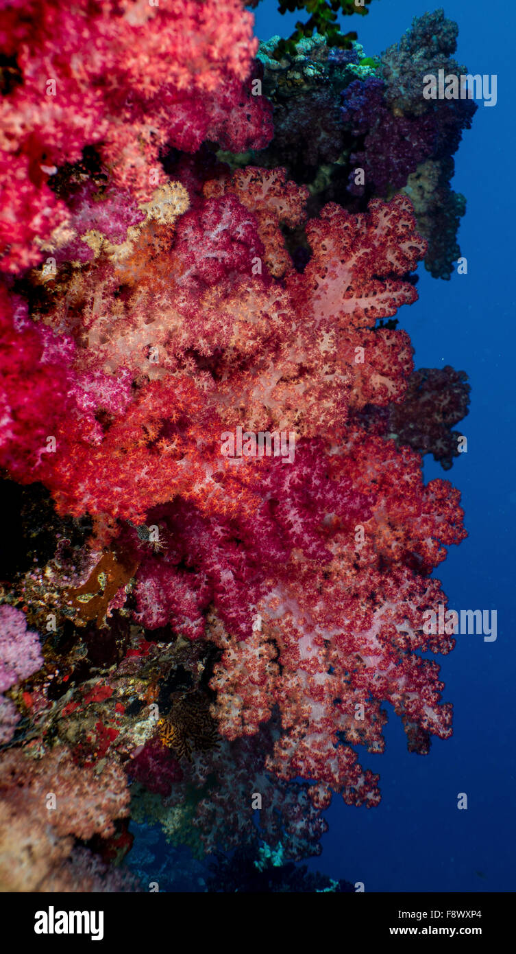 Coloratissima scena sulla barriera corallina con coralli molli. Foto Stock