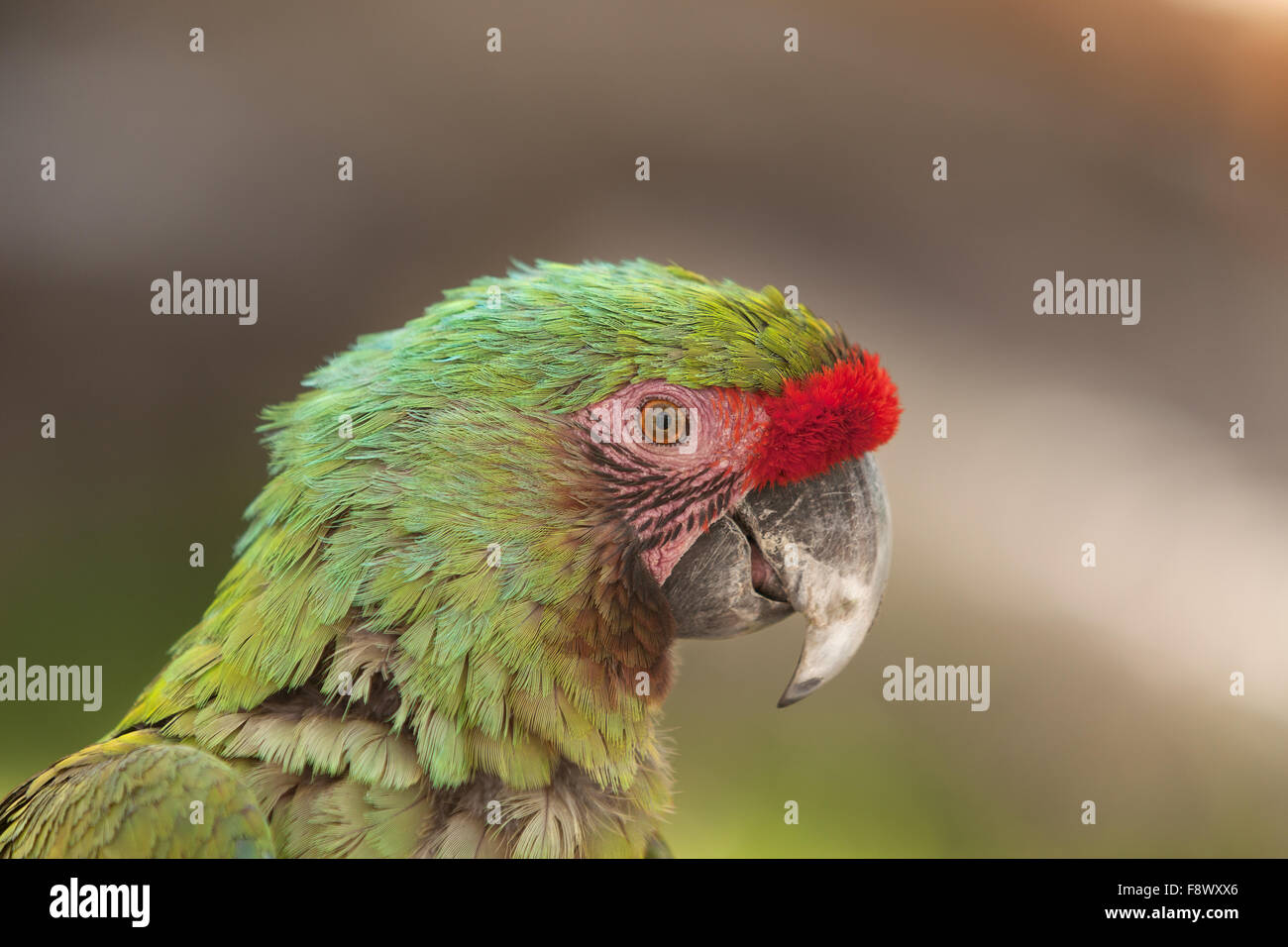 Profilo del macaw parrot con sfondo sfocato. Foto Stock