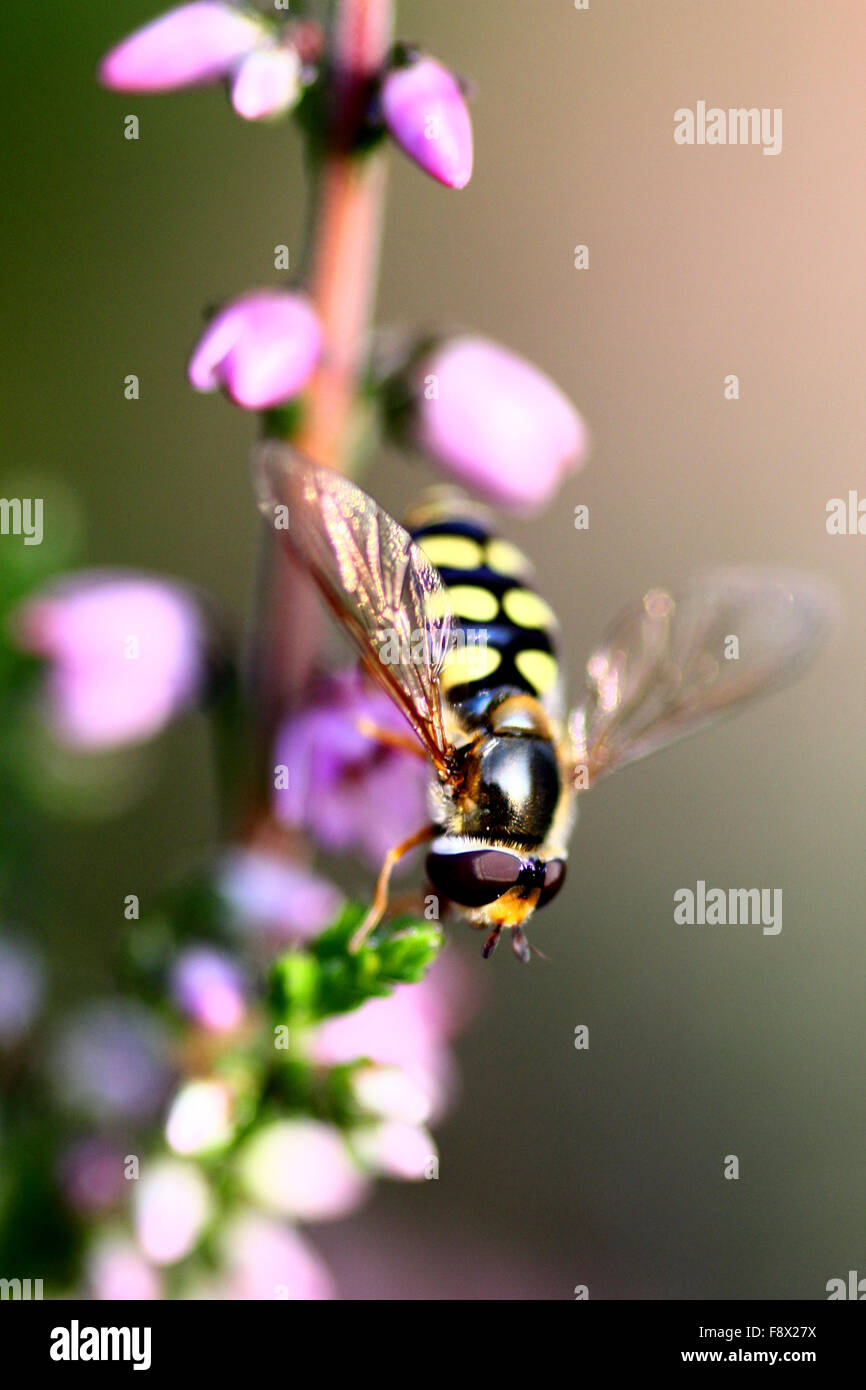Hoverfly GIARDINO DEL REGNO UNITO Foto Stock