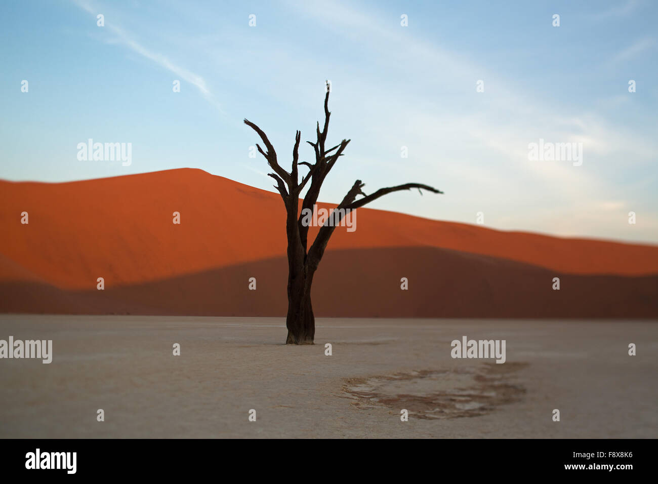 L'Acacia erioloba tree, con Big Daddy in background, all'Deadvlei pan, Sossusvlei, Parco Namib-Naukluft, Namibia Foto Stock