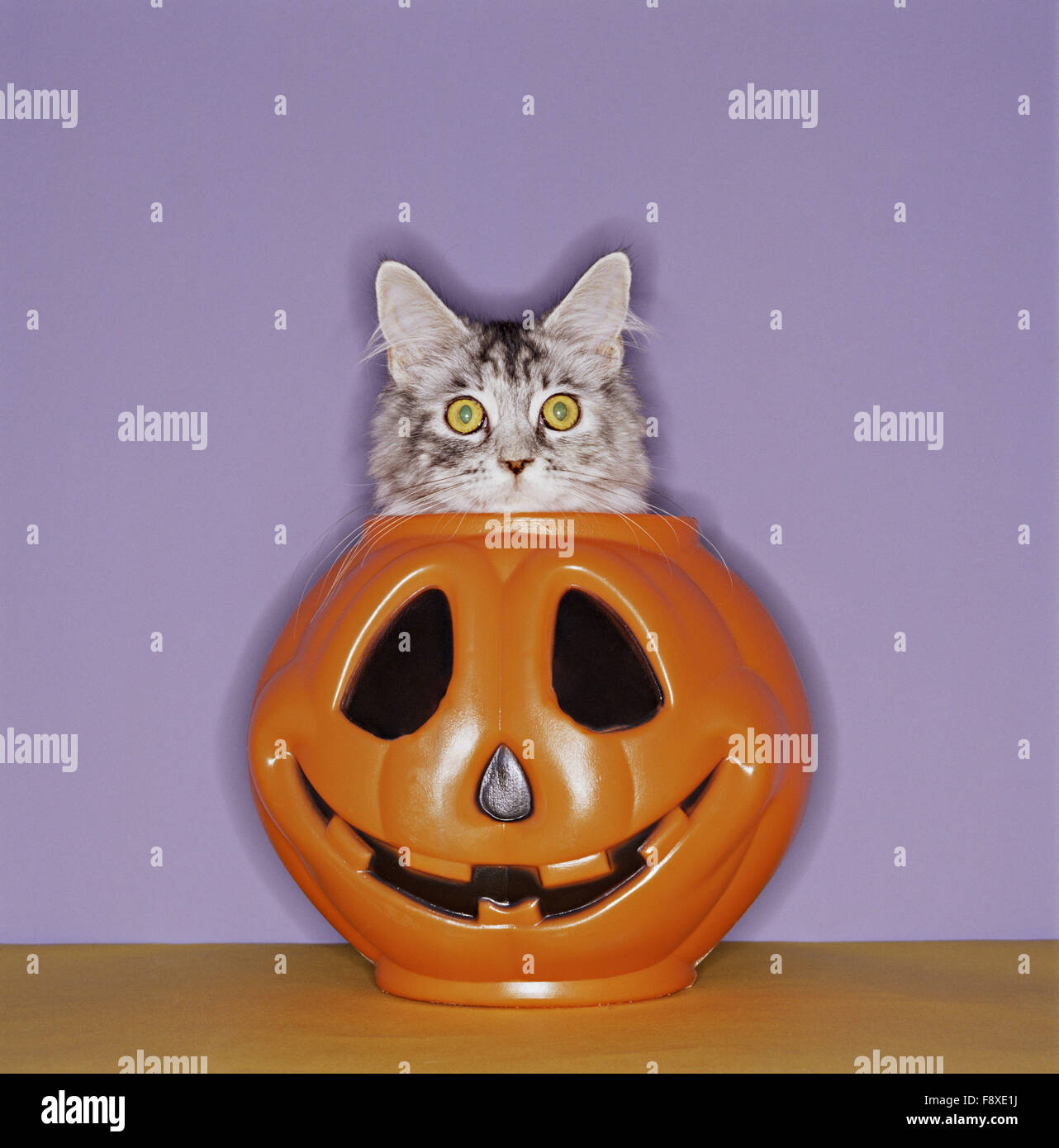 Startled Cat Peeping fuori di Zucca di Halloween Foto Stock