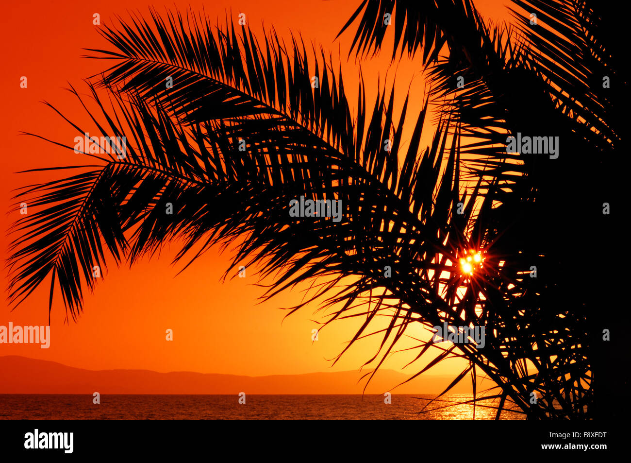 Palm tree durante il tramonto Foto Stock