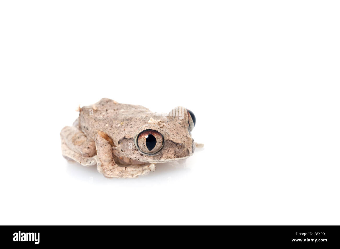 African Big eyed raganella Foto Stock