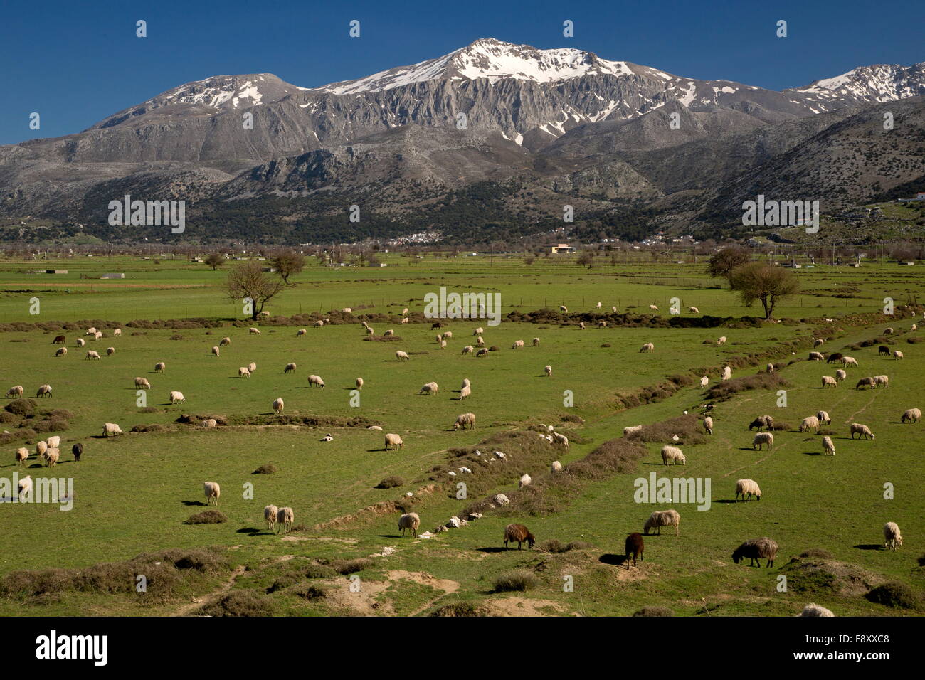 Pecora che pascola sull'altopiano di Lassithi nella primavera, Creta. Un grande verso l'interno-bacino drenante, a 800m, coltivati e risolta. Foto Stock