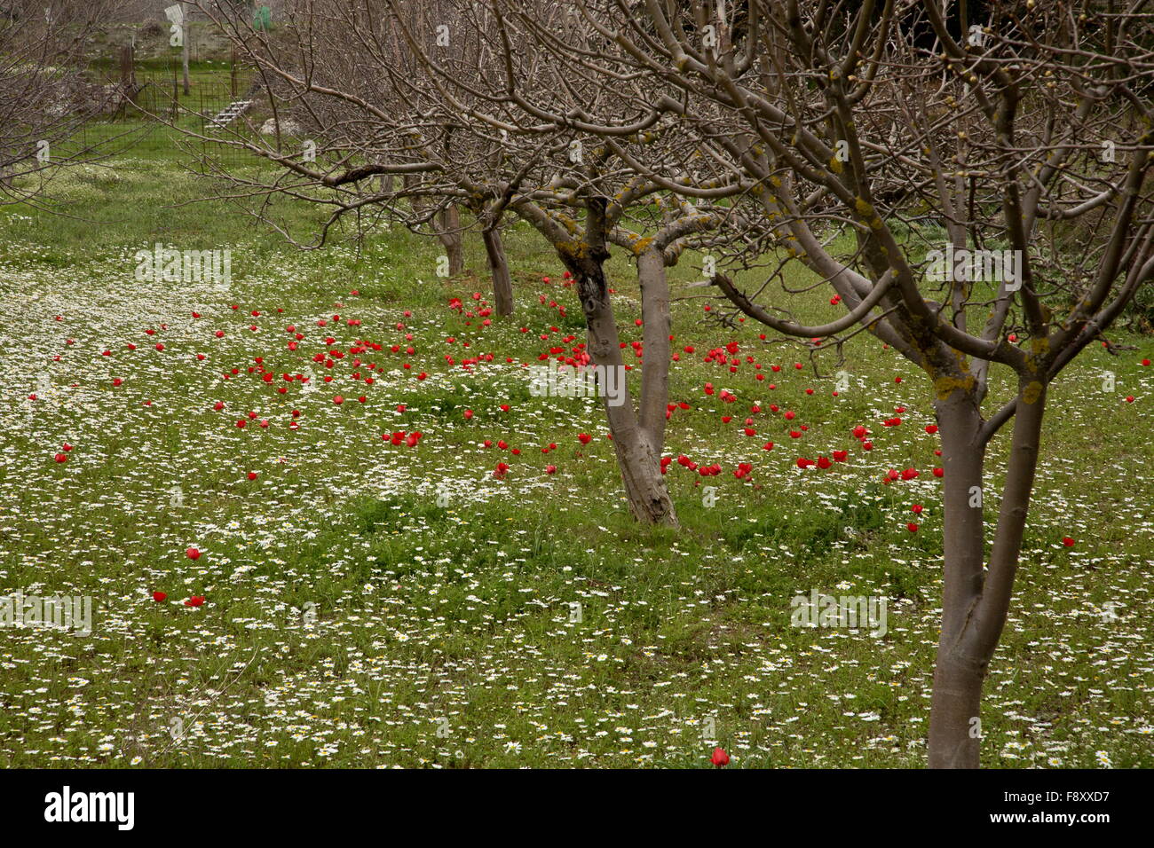 Anemoni di corona in orchard sull'altopiano di Lassithi nella primavera, Creta. Un grande verso l'interno-bacino drenante, a 800m, coltivati e impostare Foto Stock