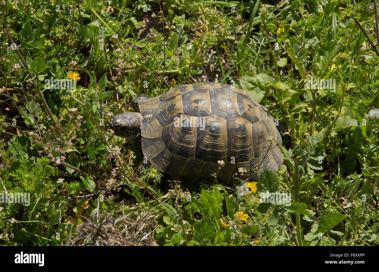 Sperone-thighed tartaruga, Testudo graeca, Lesbo, Grecia Foto Stock