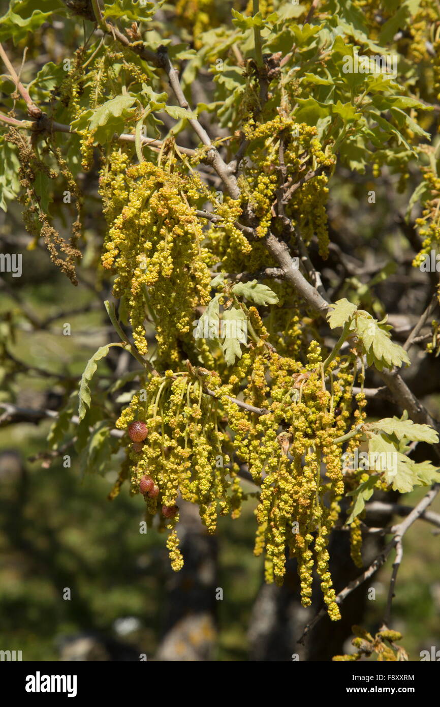 Quercia bianca, roverella, roverella, Quercus pubescens, Lesbo, Grecia Foto Stock