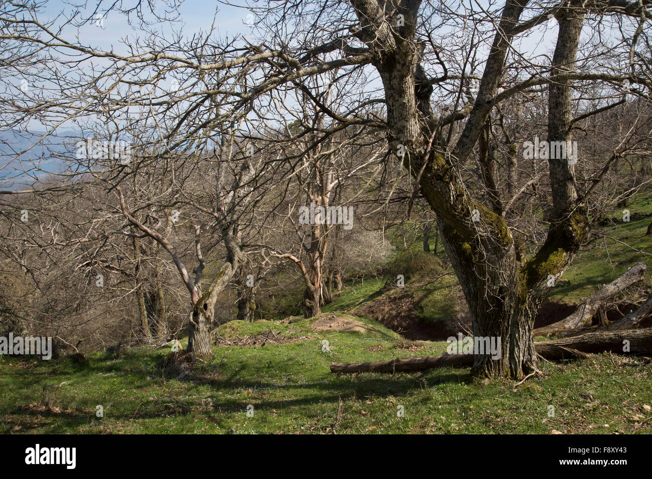 Dolce floreale Castagneto a circa 700m sul Monte Olimpo, Lesbo, Grecia Foto Stock
