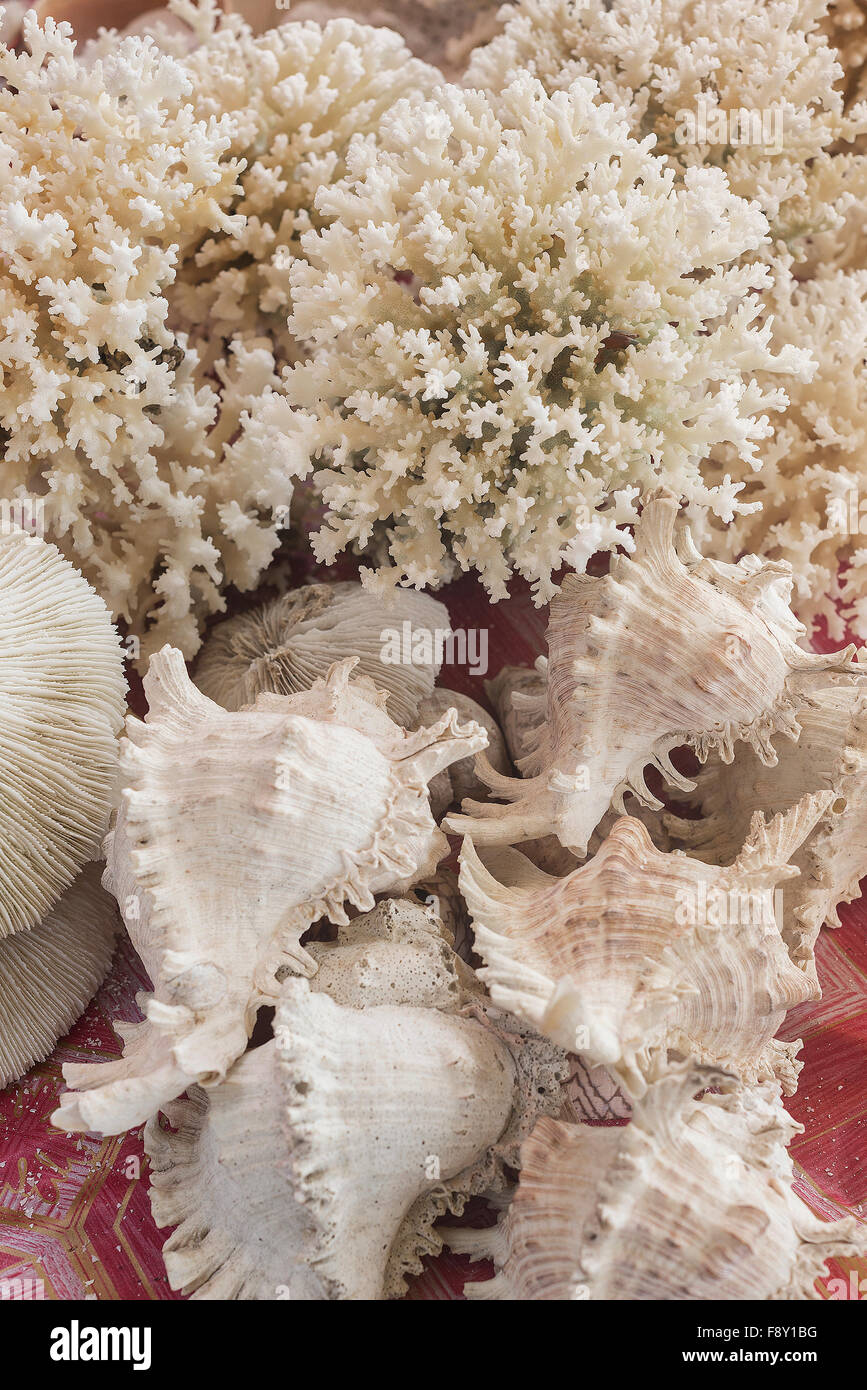 Corallo bianco e conchiglie souvenir nel mercato kep Cambogia Foto Stock