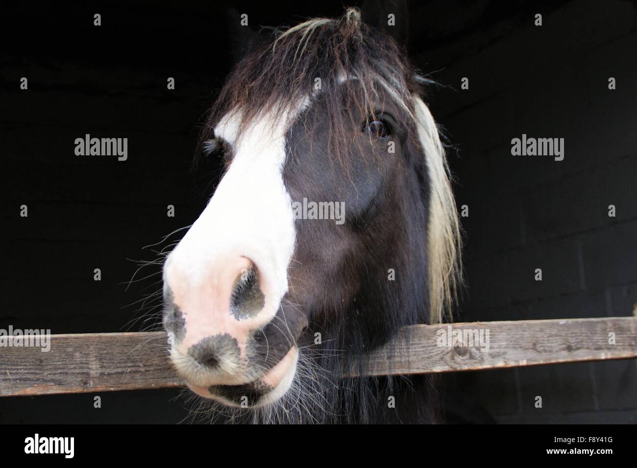 Closeup cob cavallo Foto Stock