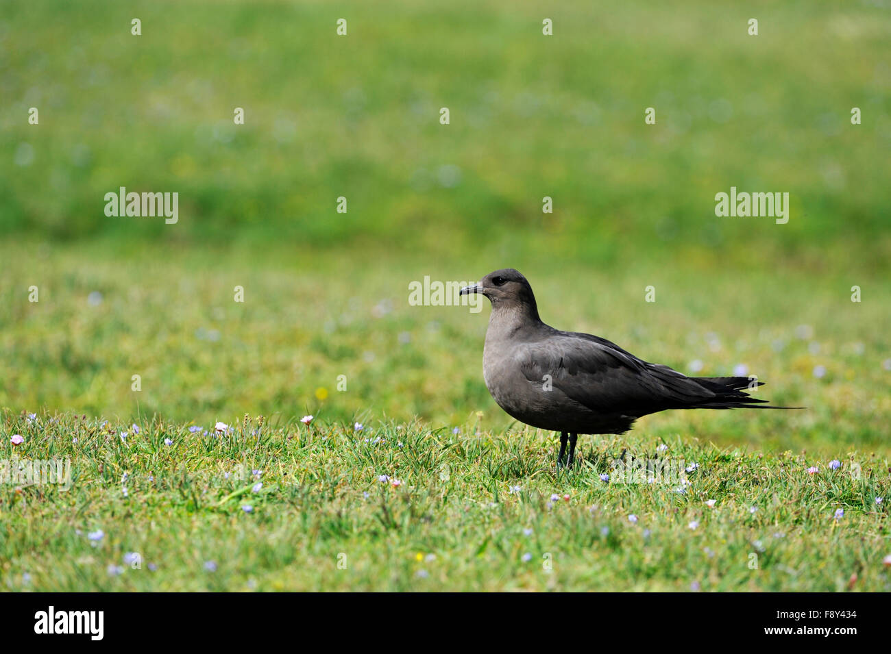 Grande Skua (Stercorarius skua), Regno Unito Foto Stock