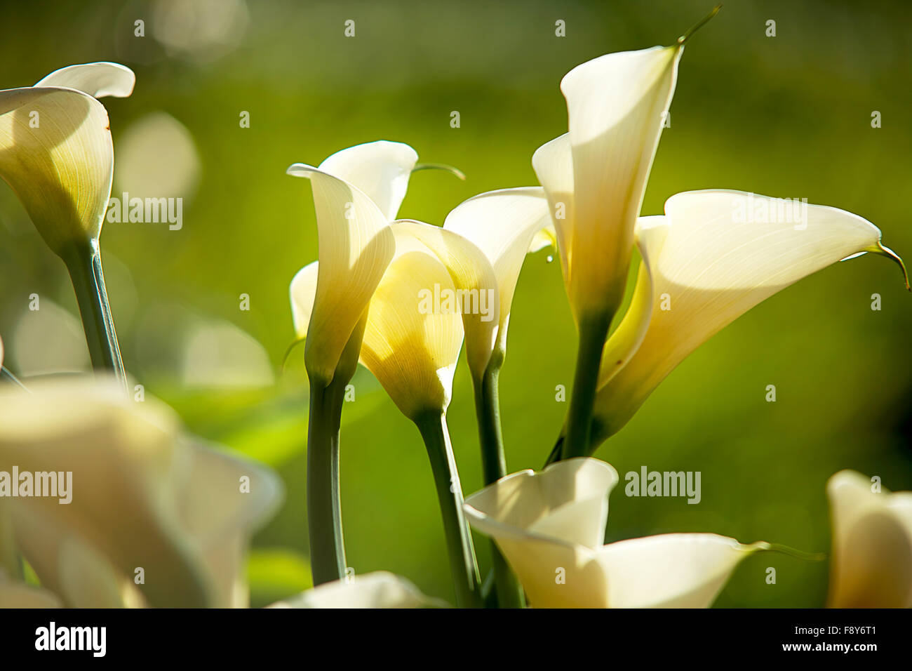 La Calla lilies close-up. DOF poco profondo Foto Stock