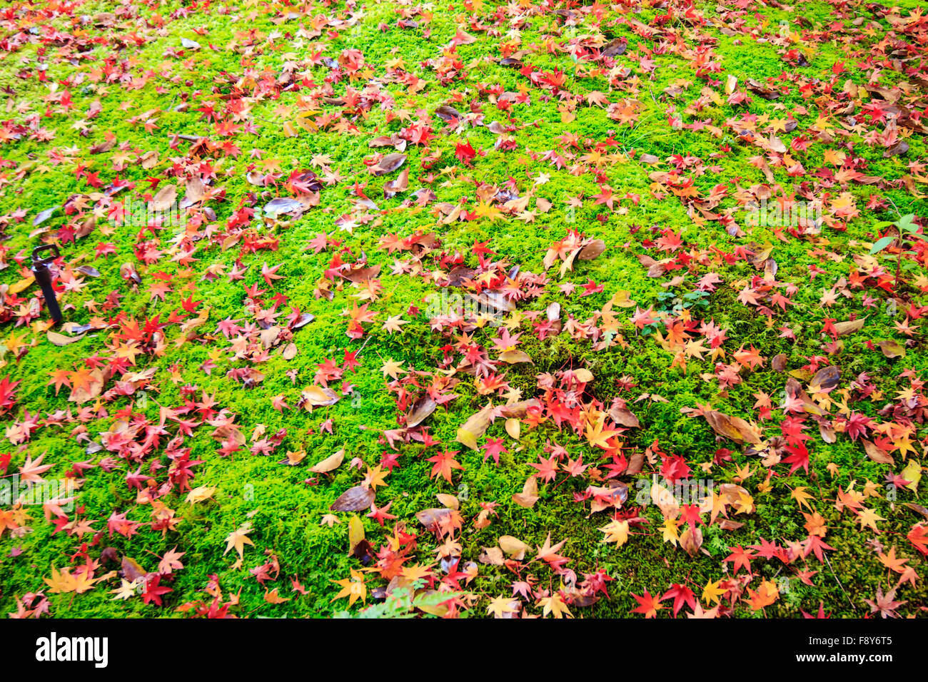 La stagione autunnale a Kyoto, Giappone Foto Stock