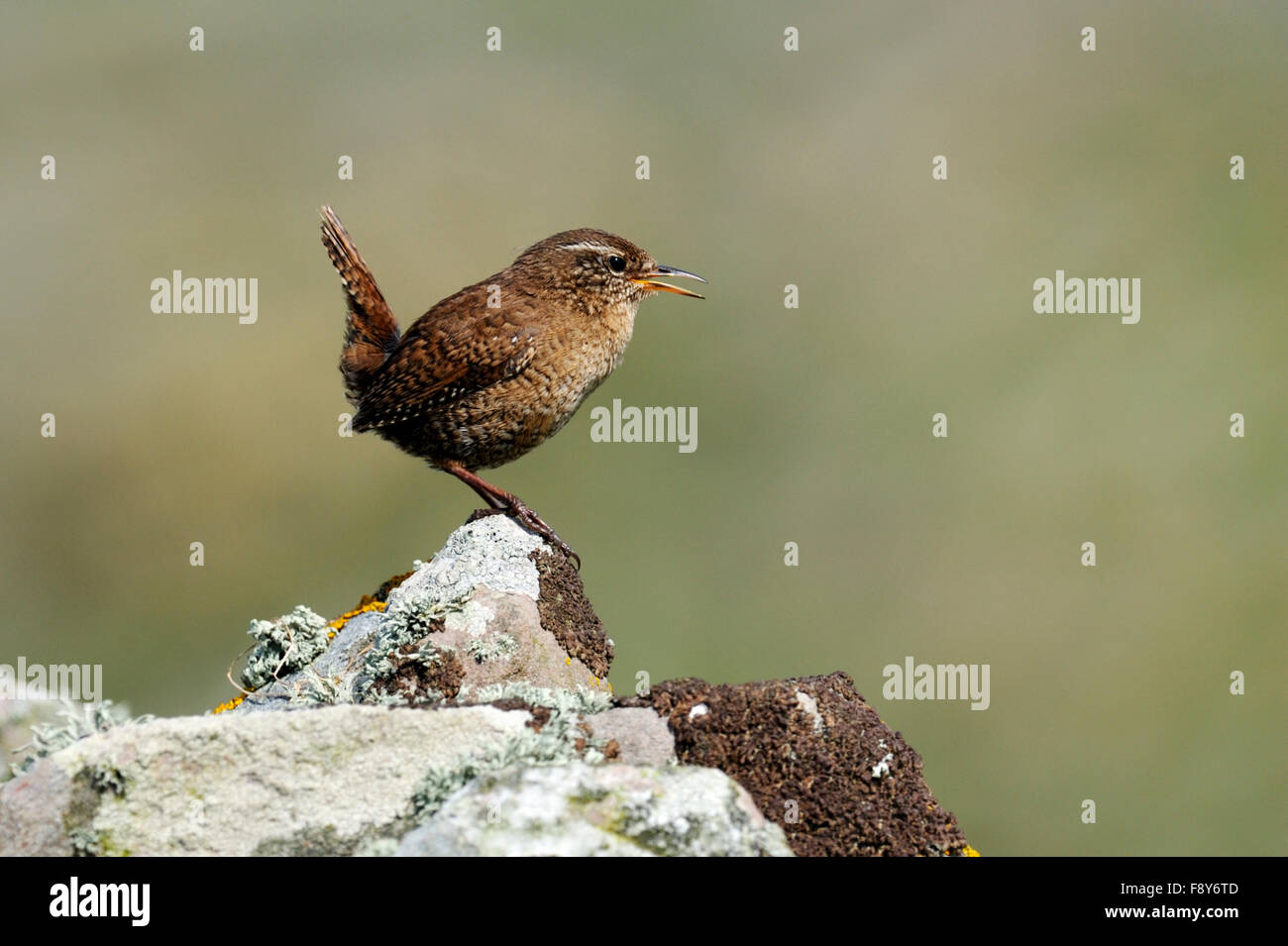 Shetland Wren (Troglodytes troglodytes zetlandicus), Regno Unito Foto Stock