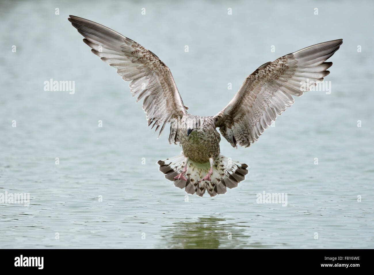 Aringhe giovani gabbiano (Larus argentatus), Regno Unito Foto Stock