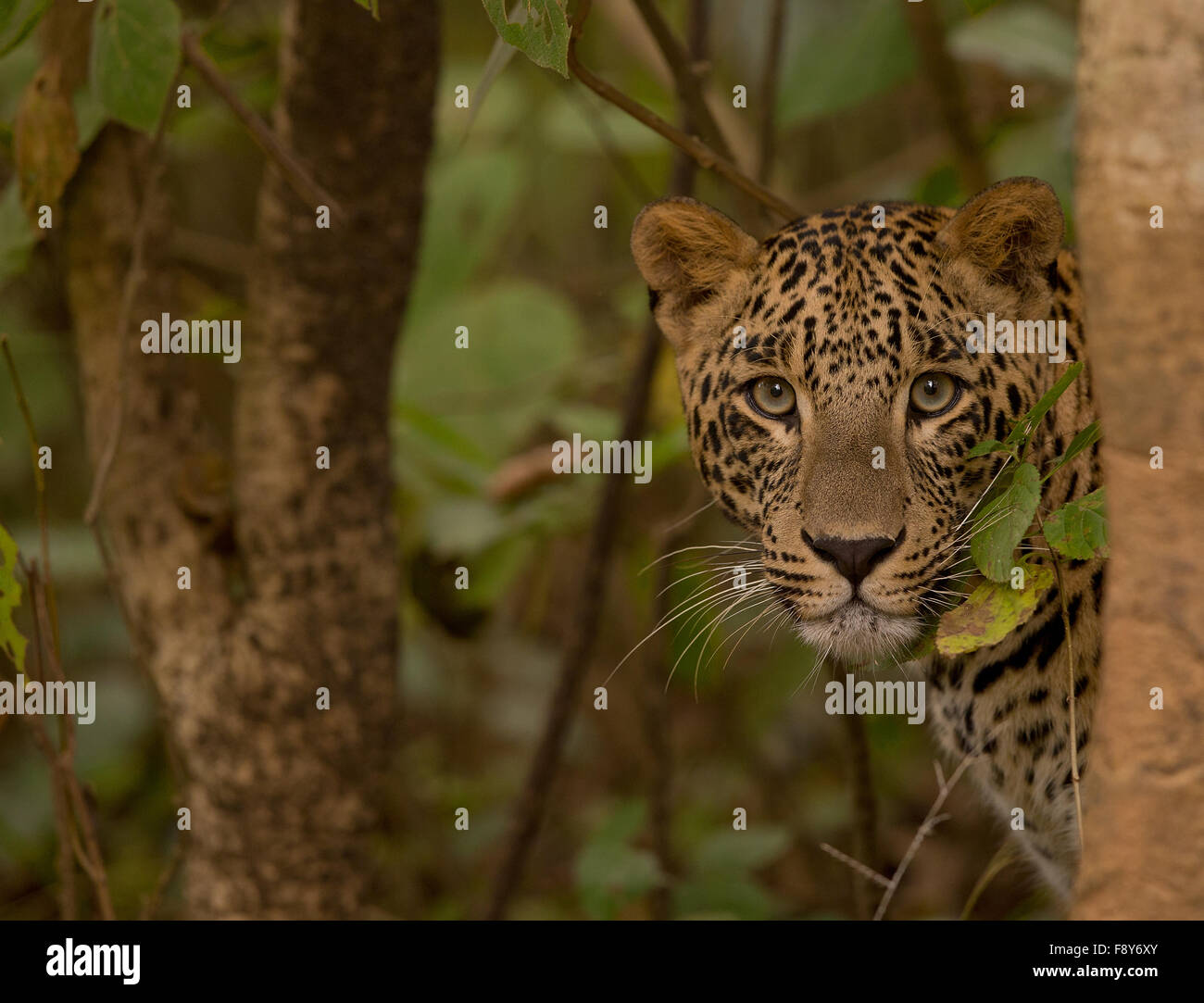 Ritratto di un selvaggio leopard in India Foto Stock