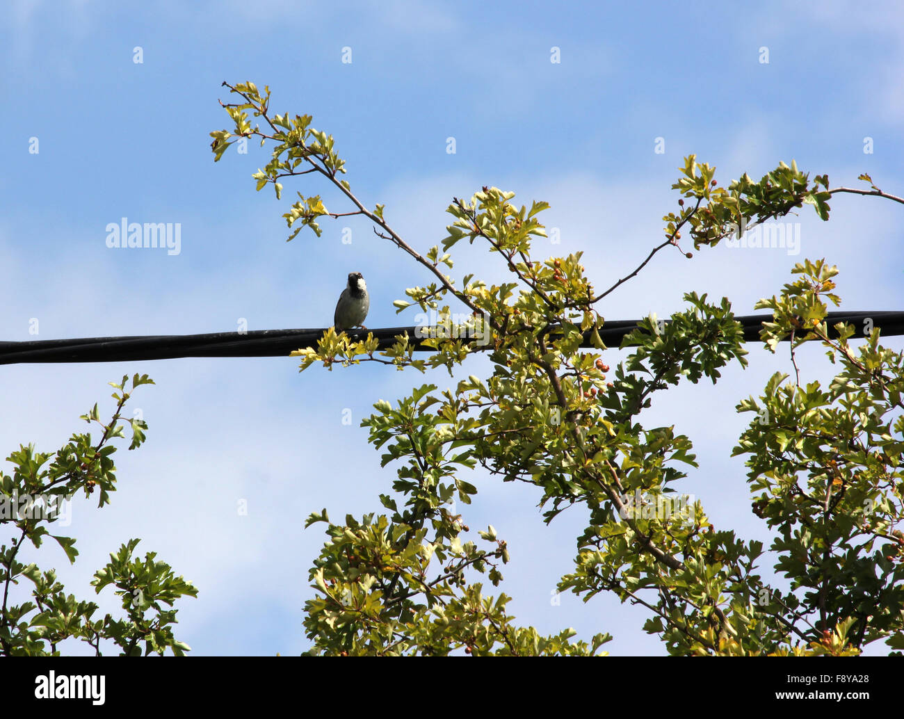 Maschio di casa passero (Passer domesticus) su un cavo di alimentazione elettrica da una boccola di biancospino (Crataegus monogyna) davanti a nuvoloso cielo blu Foto Stock