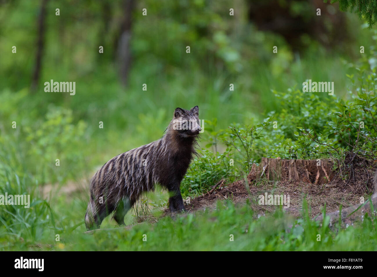 Raccoon-dog (Nyctereutes procyonoides ussuriensis) nell'ambiente forestale. Foto Stock