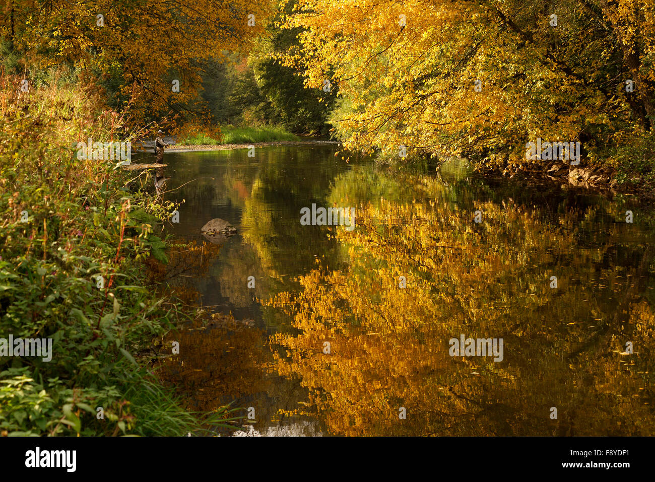 Coloratissimi boschi di latifoglie in autunno, Nagold River vicino a Bad Liebenzell , Germania, Europa Foto Stock