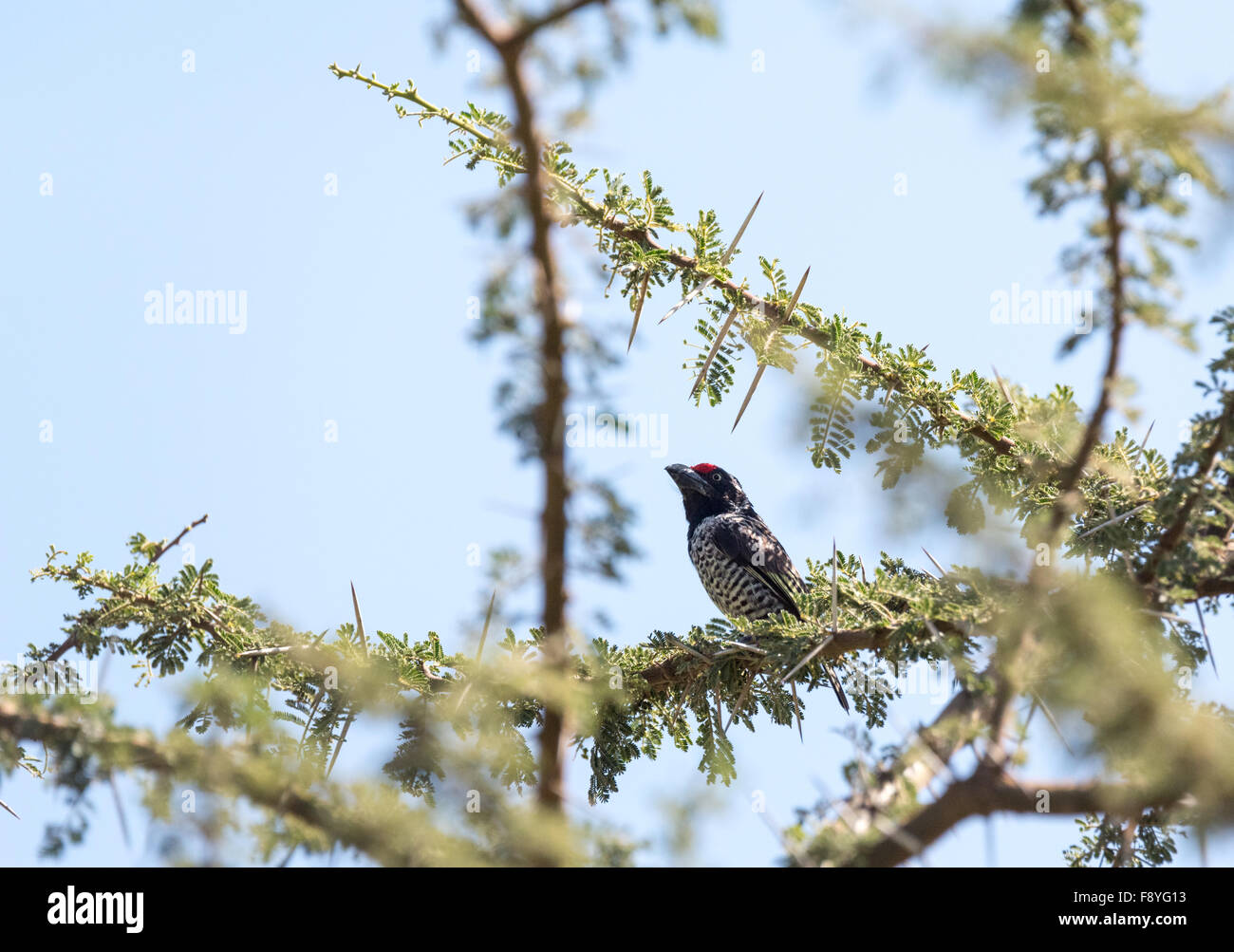 Un Barbet nastrati seduto in un albero di acacia, un uccello endemico di regione etiopica Foto Stock