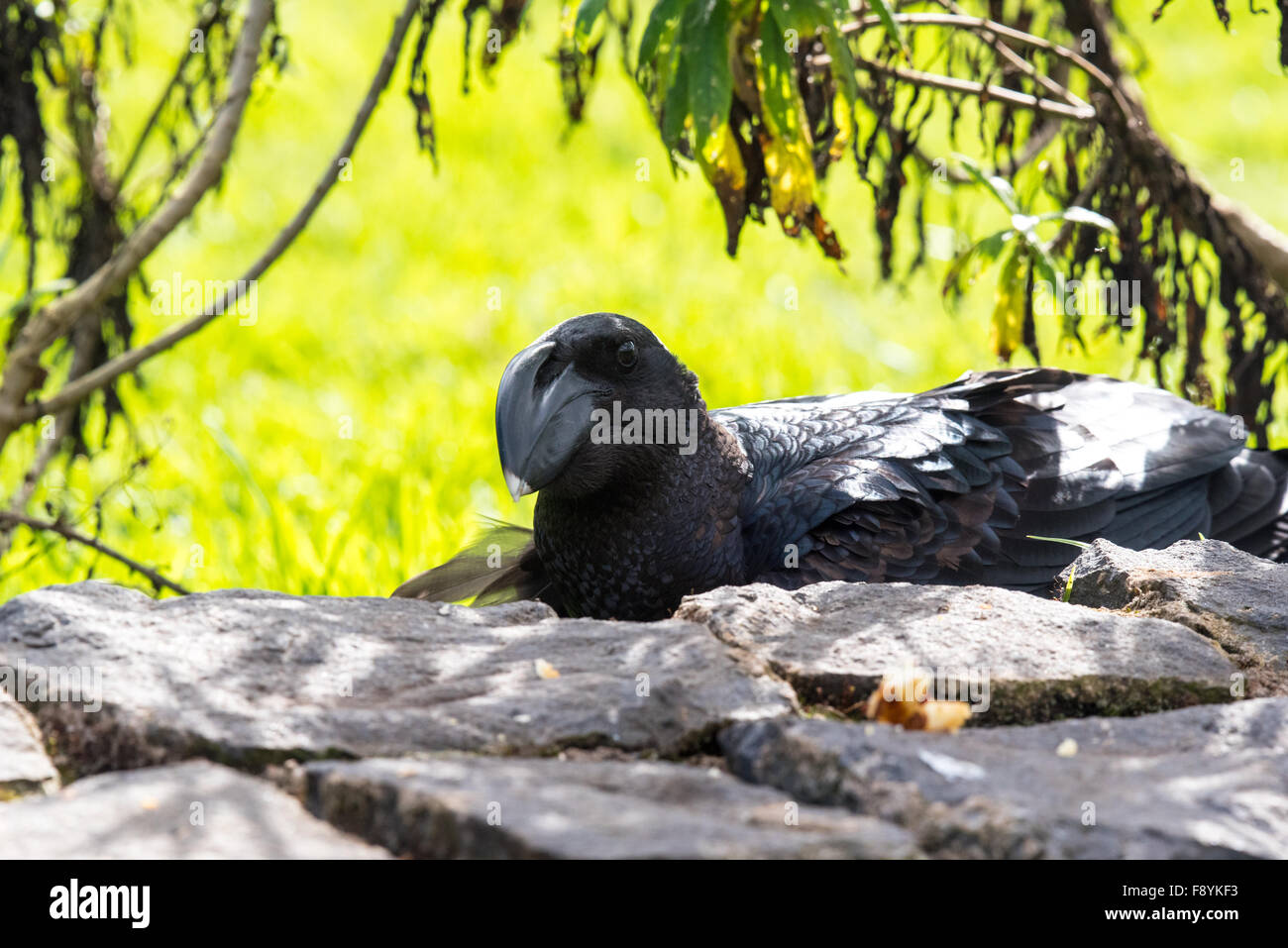 Un'immagine ravvicinata di una spessa fatturati raven, un etiope uccello endemico. Foto Stock