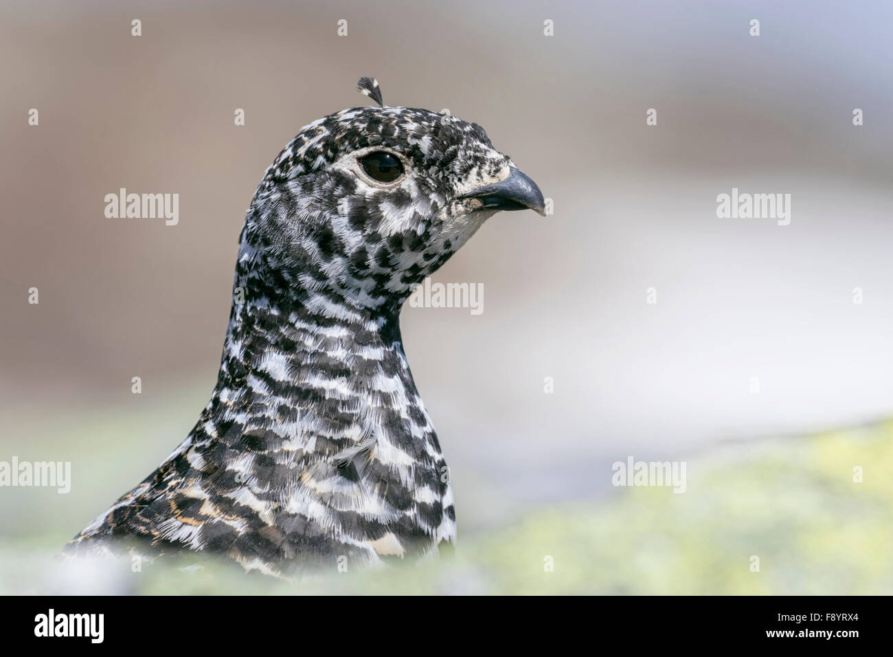 White Tailed Pernice bianca - Lagopus leucura Foto Stock