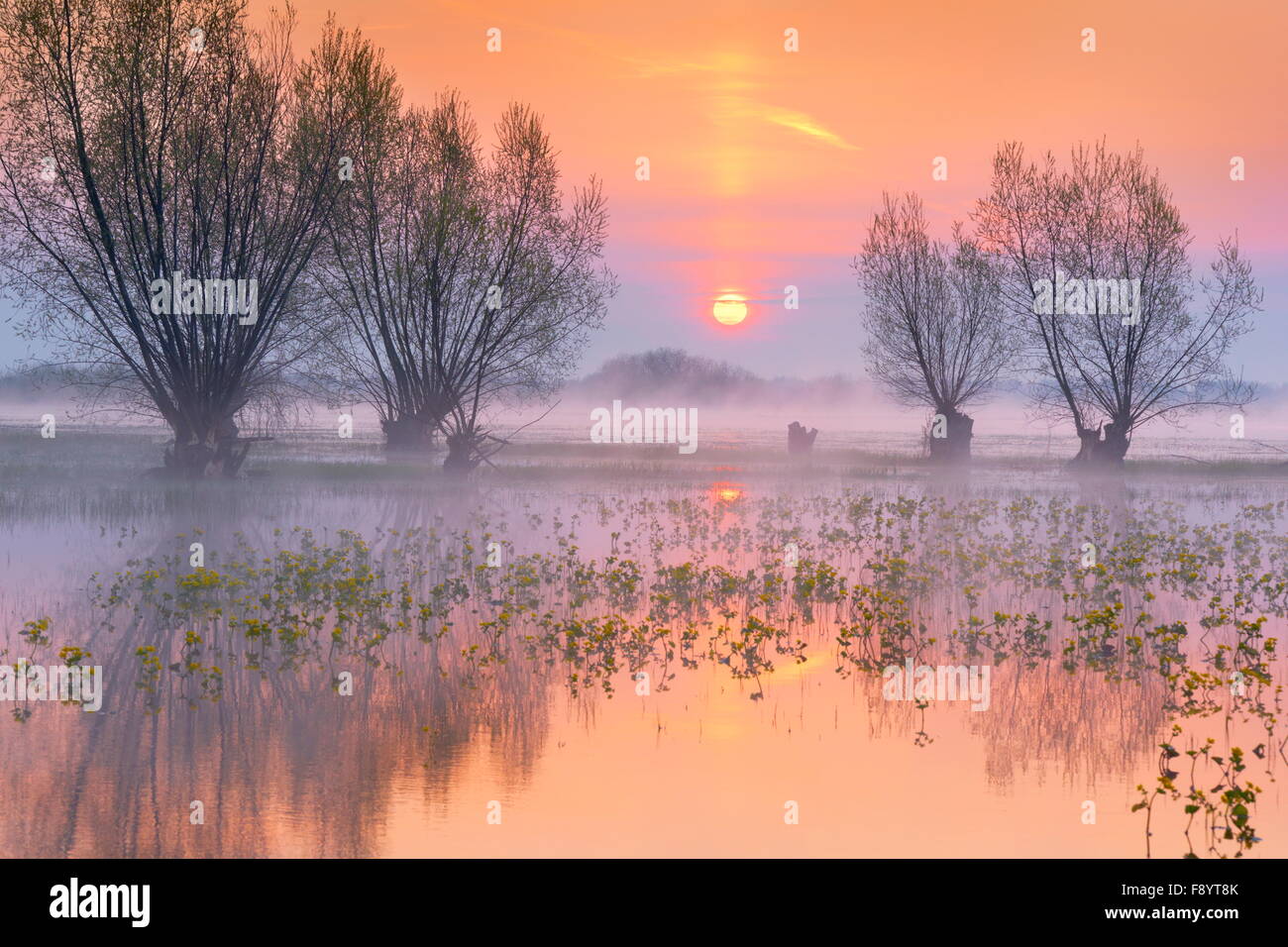 Sunrise paesaggio di Biebrza National Park, Polonia Foto Stock