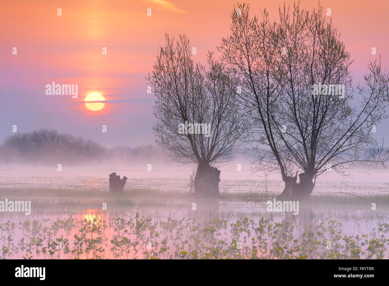 Sunrise paesaggio di Biebrza National Park, regione Podlasie, Polonia Foto Stock