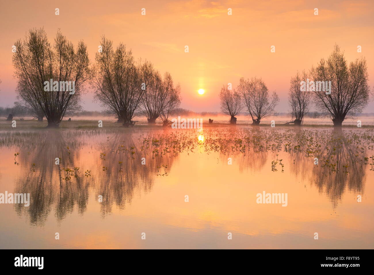 Sunrise paesaggi di Biebrza National Park, Polonia Foto Stock